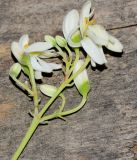 Moringa oleifera