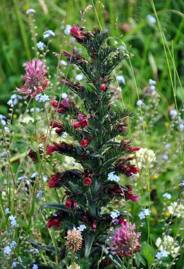 Изображение особи Echium russicum.