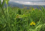 Lathyrus pratensis