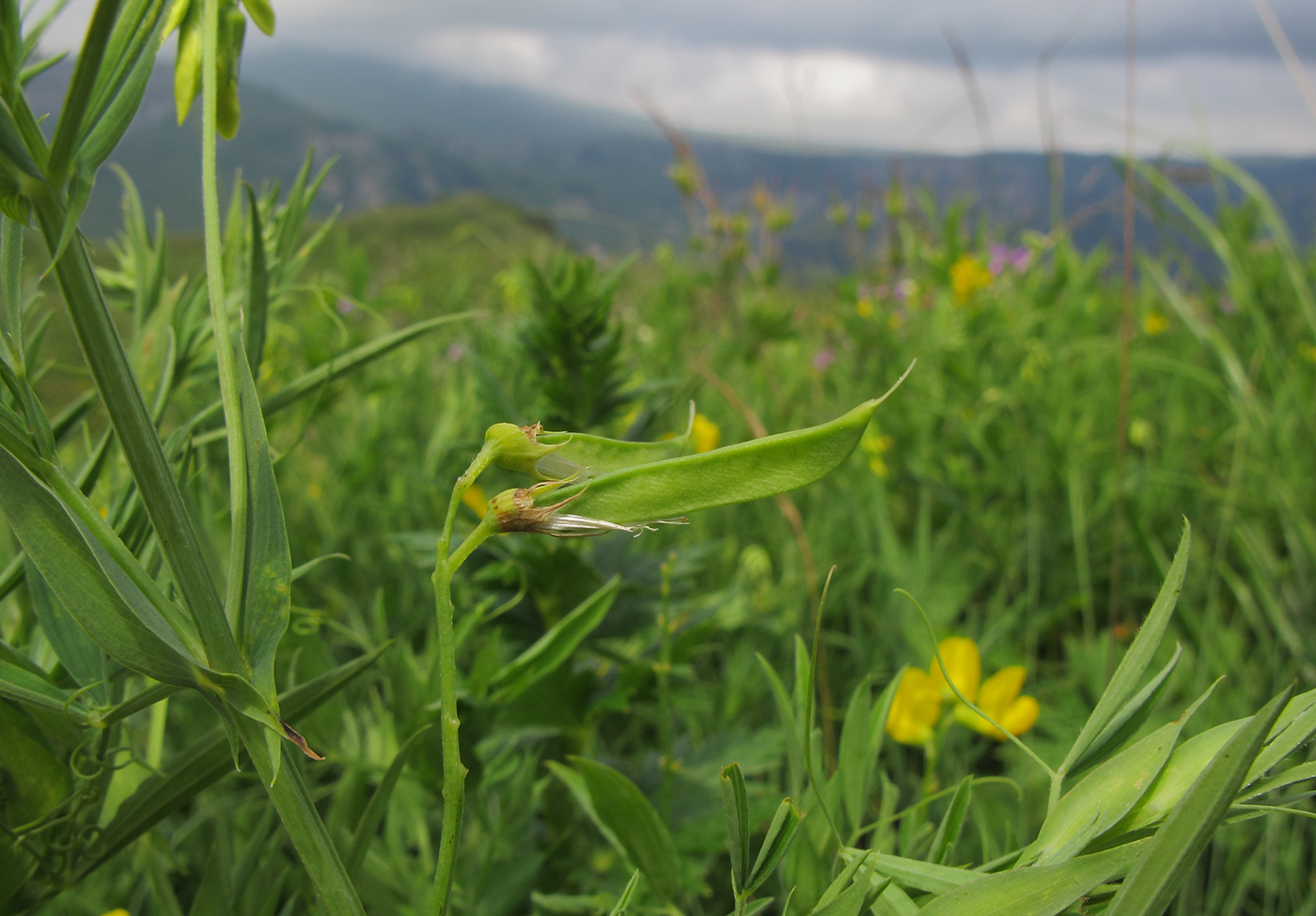 Изображение особи Lathyrus pratensis.