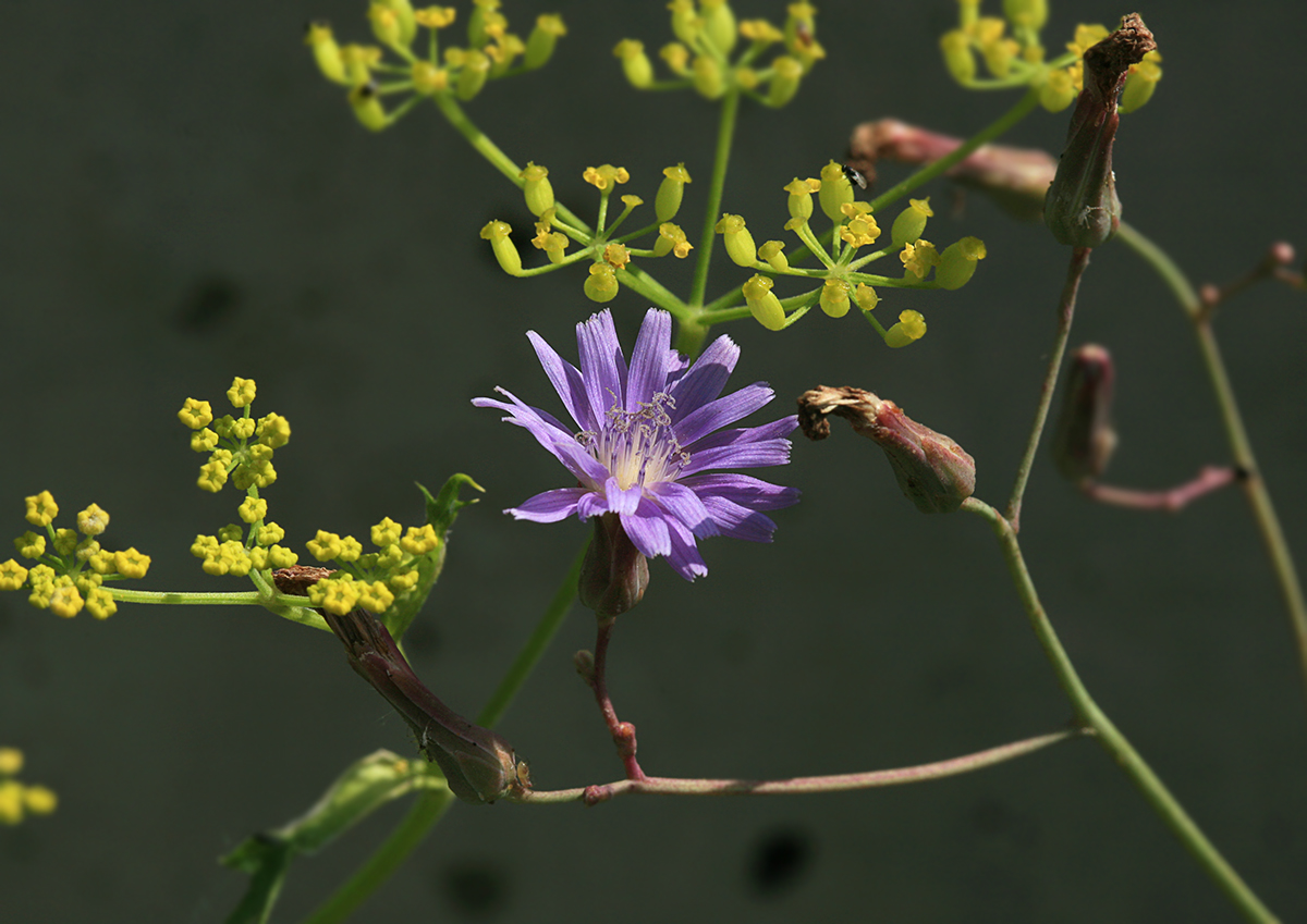 Изображение особи Lactuca tatarica.