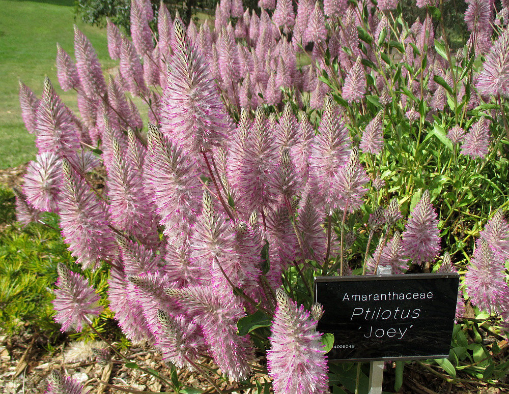 Image of Ptilotus exaltatus specimen.