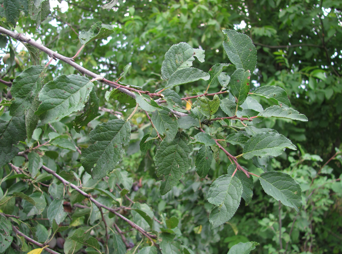 Image of Prunus domestica specimen.