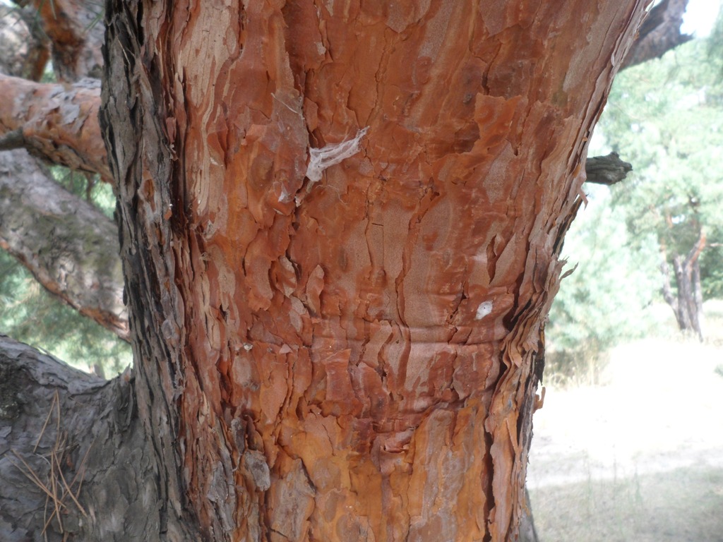 Изображение особи Pinus sylvestris.