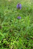 Prunella vulgaris