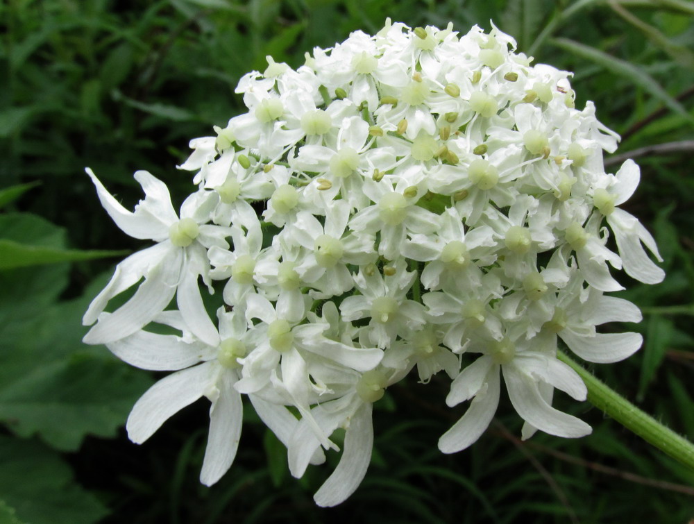 Image of Heracleum dissectum specimen.