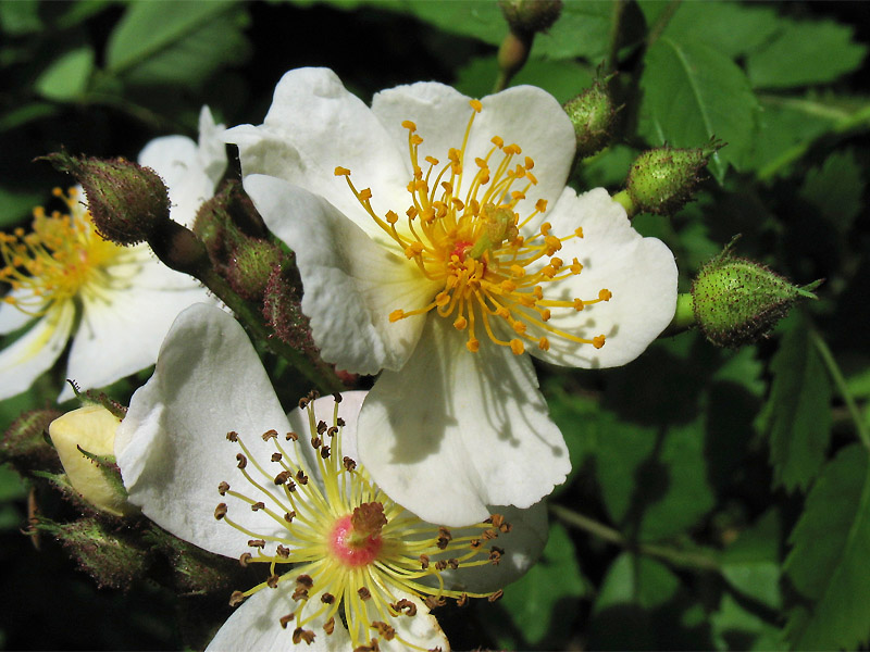 Image of Rosa multiflora specimen.