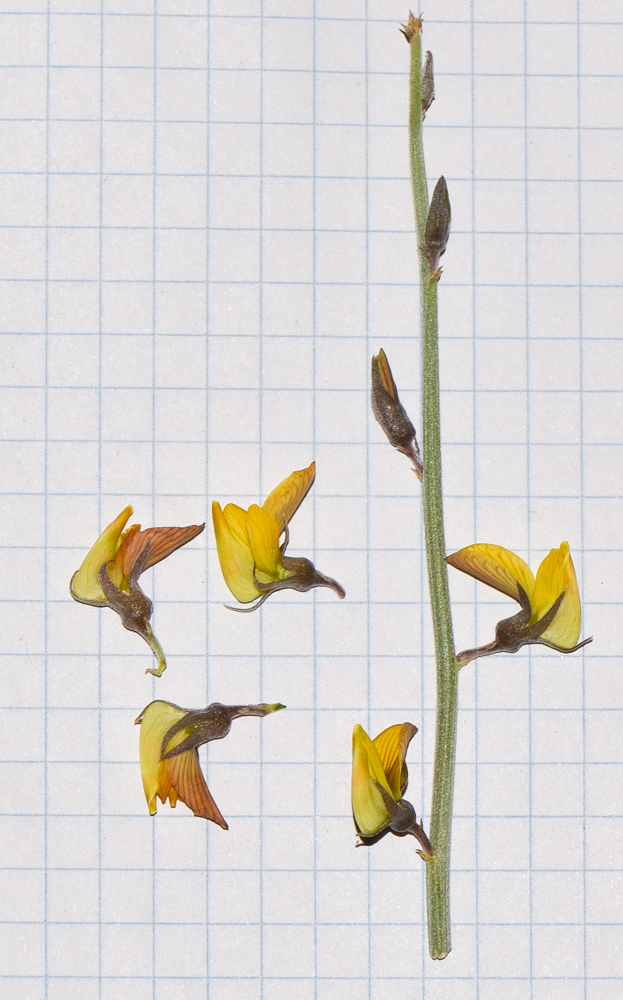 Image of Crotalaria aegyptiaca specimen.