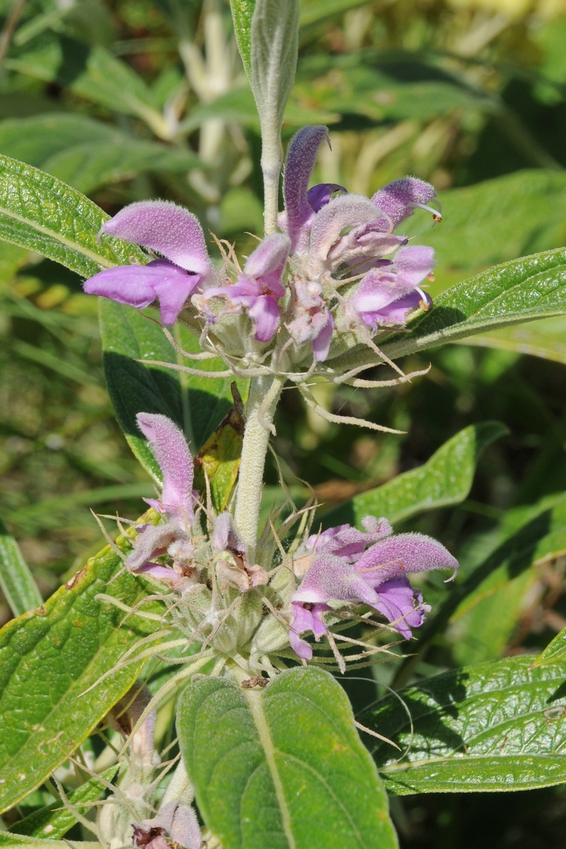 Image of Phlomis regelii specimen.