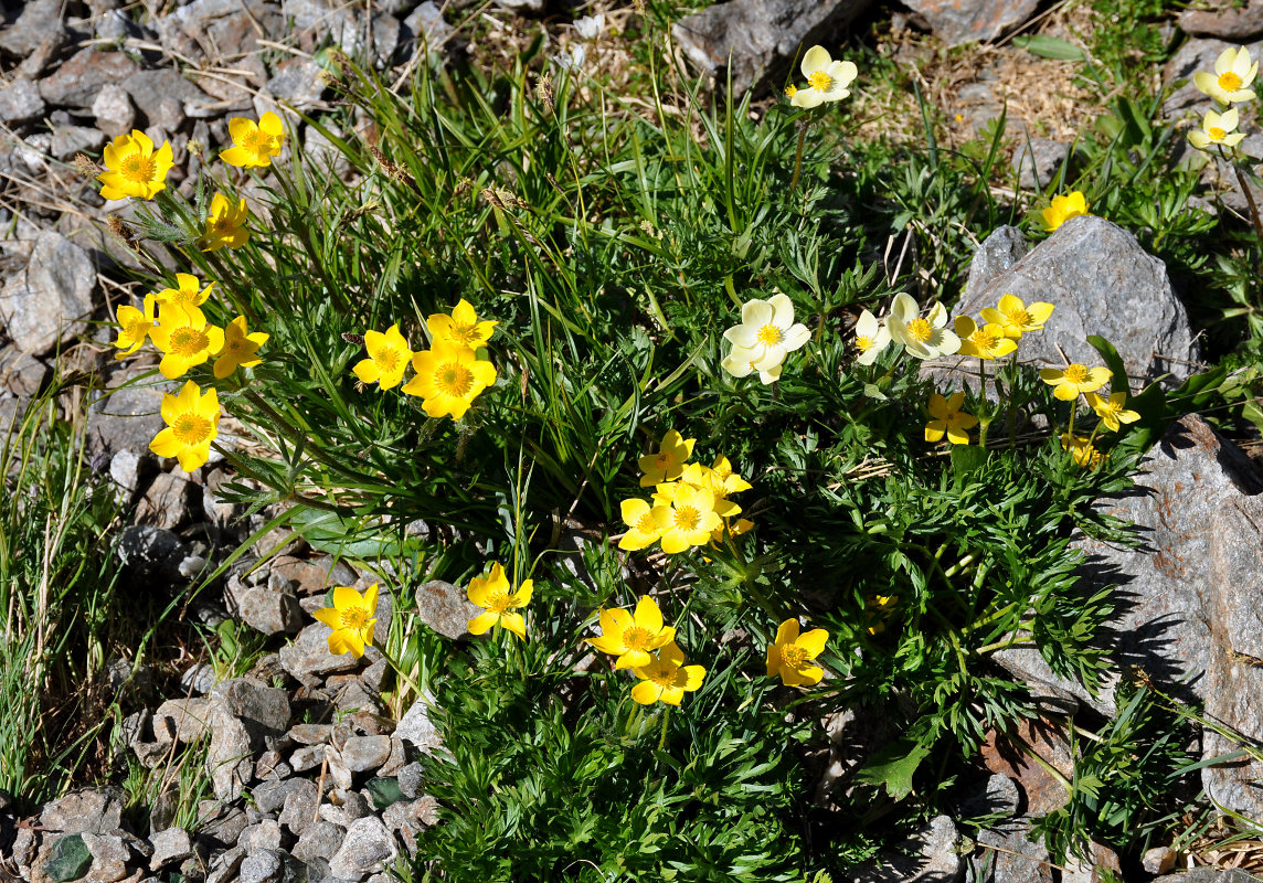 Image of Anemonastrum speciosum specimen.