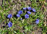 Gentiana dshimilensis