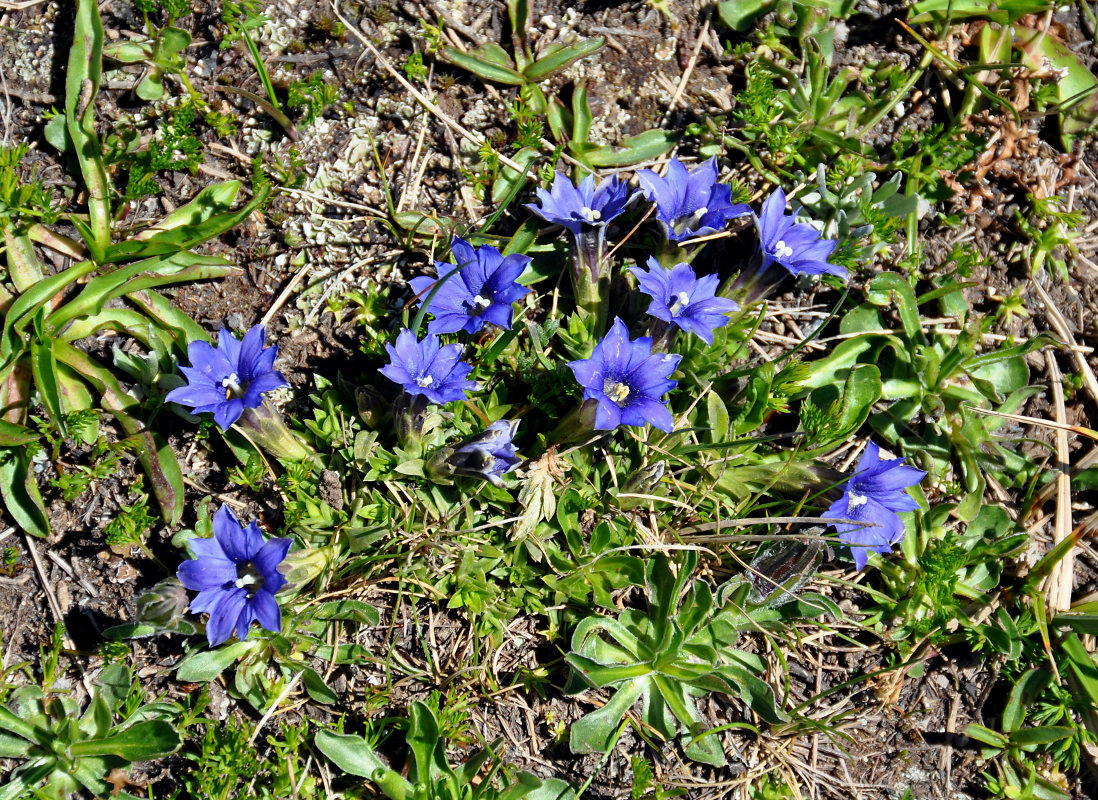 Изображение особи Gentiana dshimilensis.