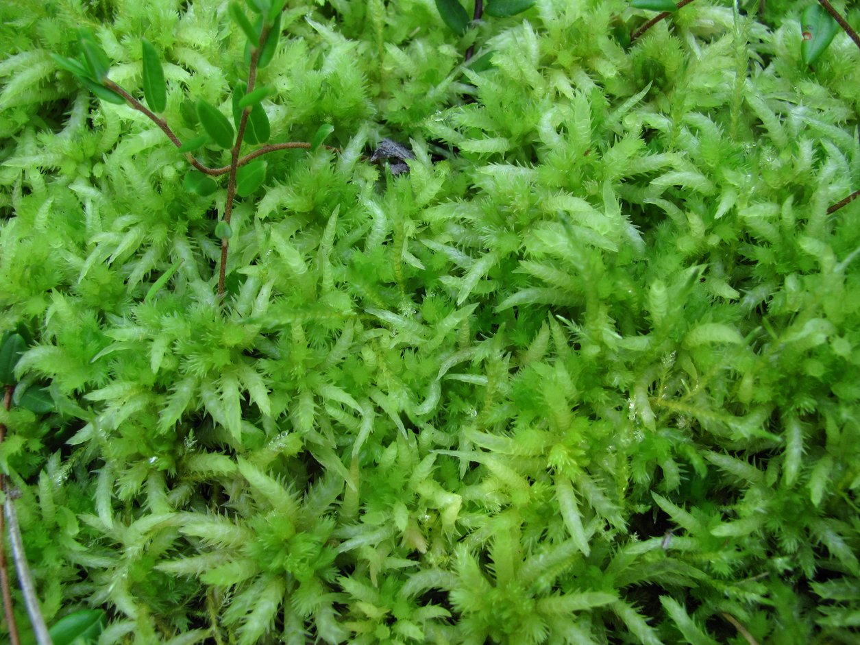 Изображение особи Sphagnum squarrosum.