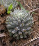 Orostachys erubescens. Вегетирующее растение с каплями дождя. Приморский край, Хасанский р-н, окр. горы Голубиный утес, песчаные дюны на приморской террасе. 24.07.2016.