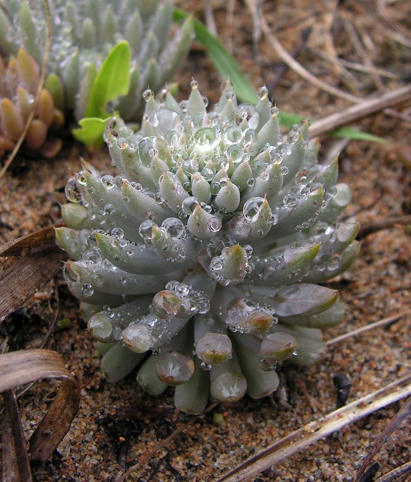 Image of Orostachys erubescens specimen.