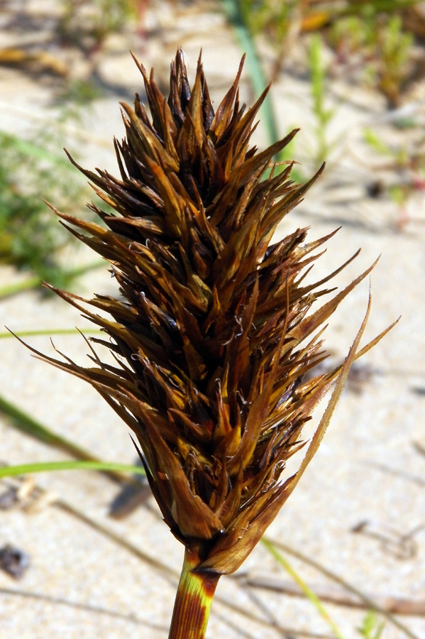Изображение особи Carex kobomugi.