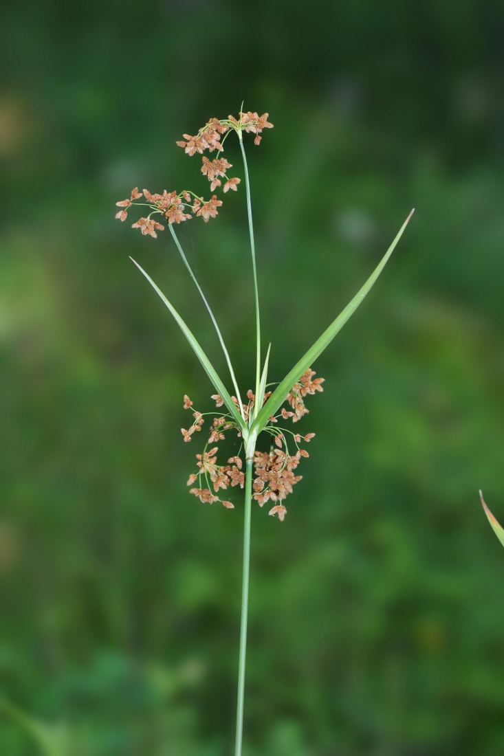 Image of Scirpus asiaticus specimen.