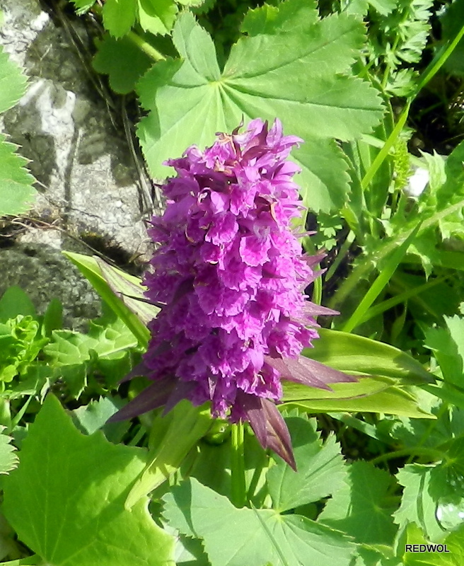 Image of Dactylorhiza euxina specimen.