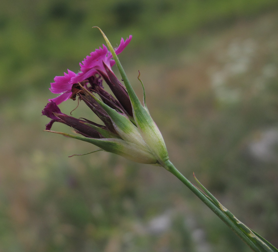 Image of Dianthus capitatus specimen.