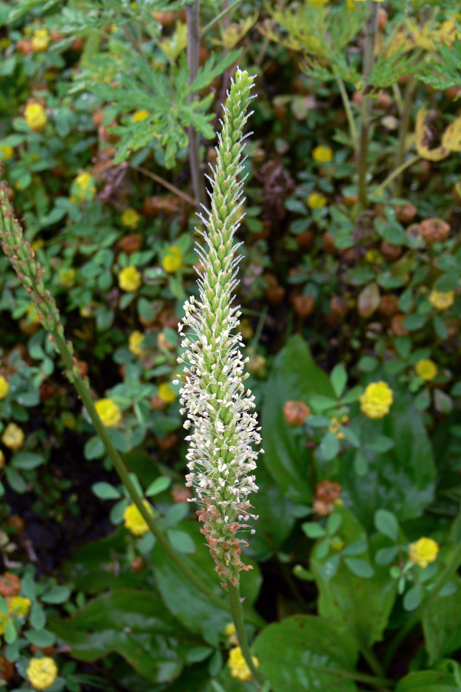 Изображение особи Plantago major.