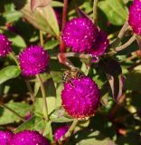 Gomphrena globosa