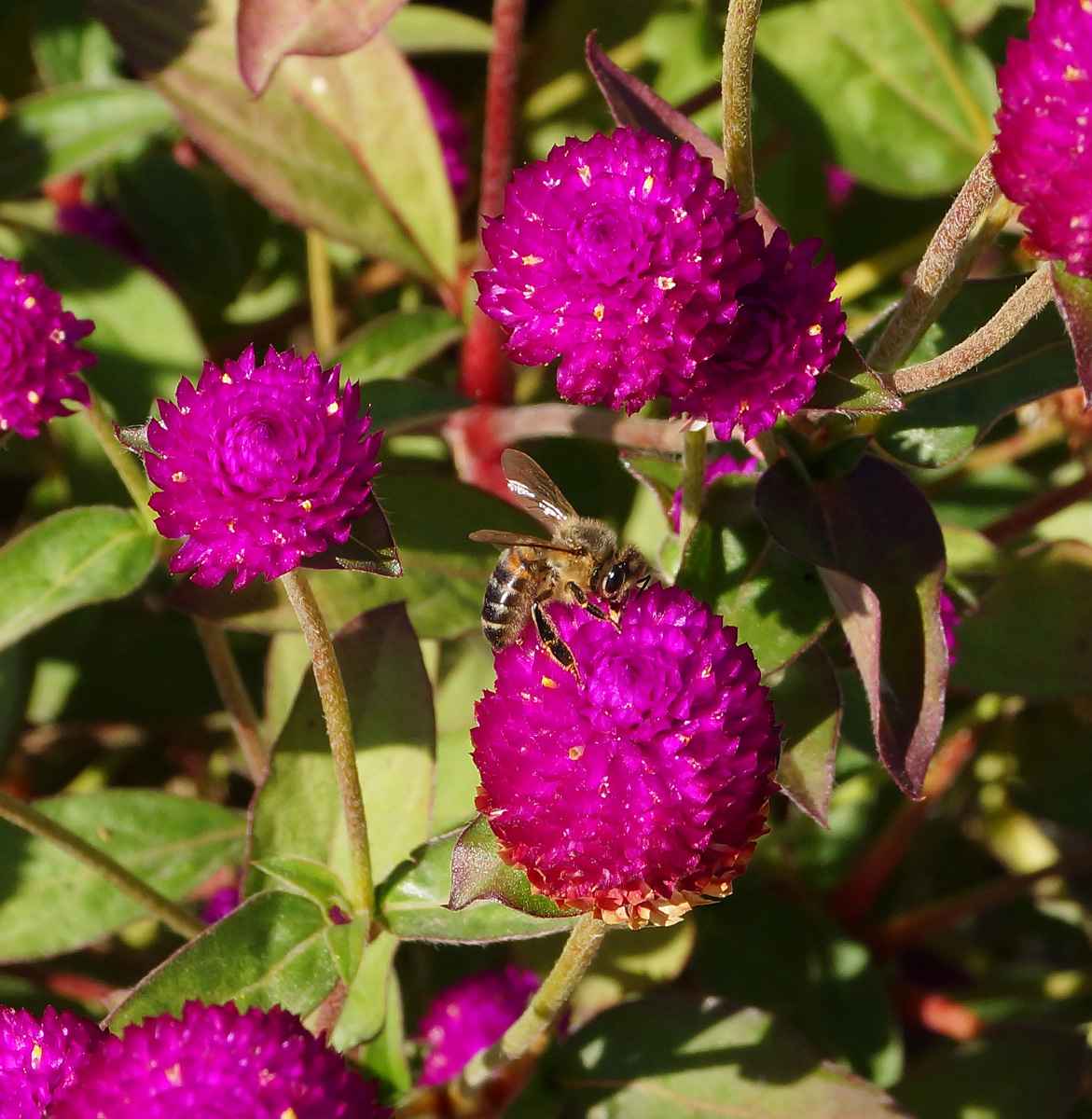 Изображение особи Gomphrena globosa.