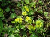 Chrysosplenium sibiricum. Цветущие растения. Иркутская обл., Шелеховский р-н, окр. с. Шаманка, берег р. Шаманка, лес. 11.06.2016.