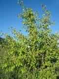 род Crataegus