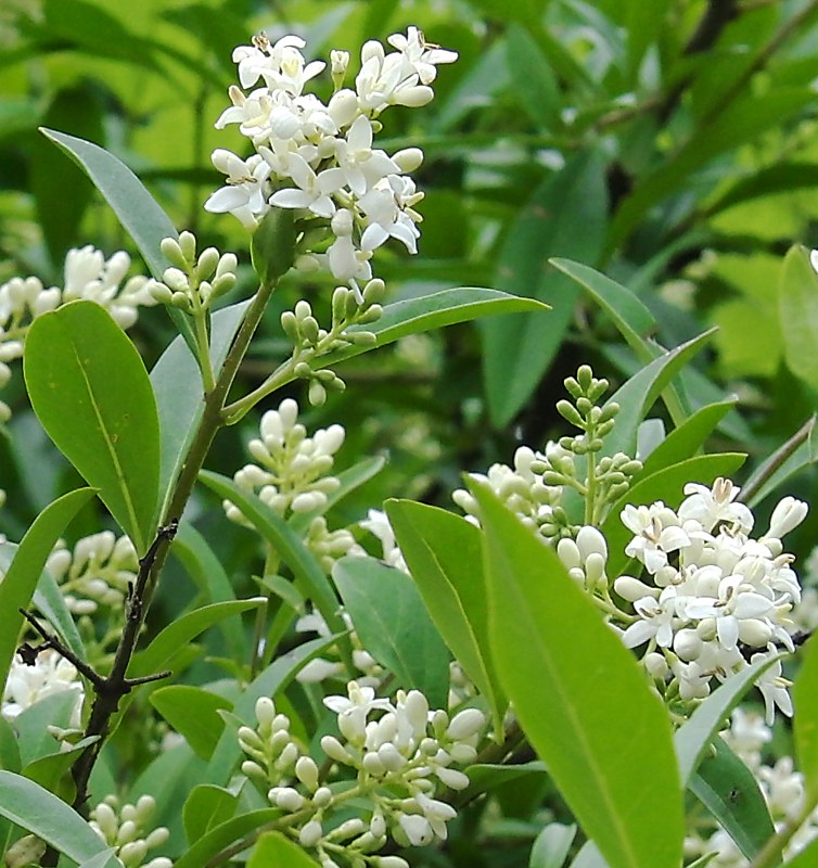 Image of Ligustrum vulgare specimen. 