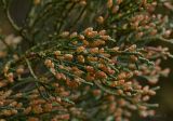 Juniperus virginiana. Веточки с микростробилами. Молдова, Кишинев, Ботанический сад АН Молдовы. 05.04.2015.