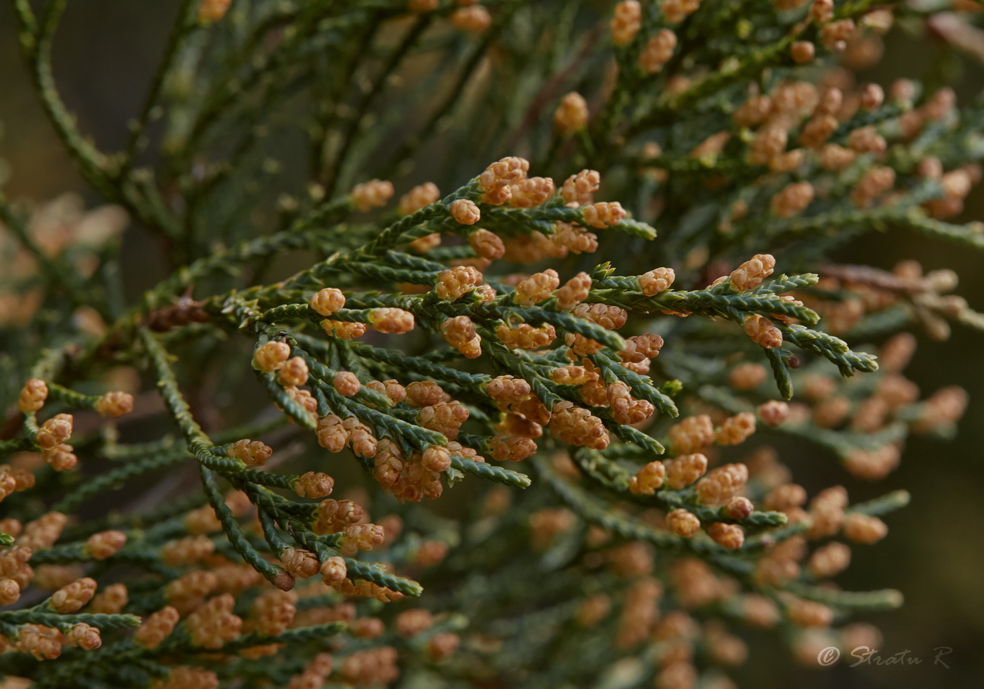 Изображение особи Juniperus virginiana.