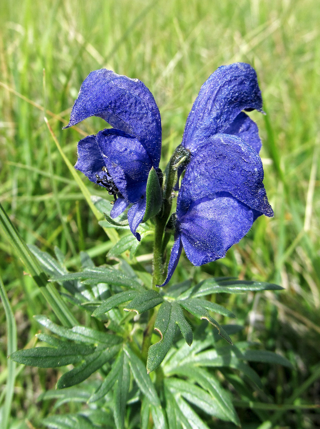 Изображение особи Aconitum paskoi.