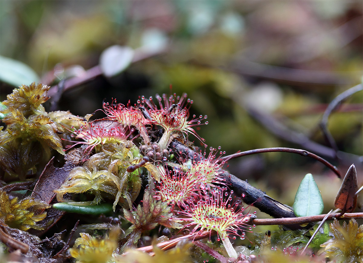 Изображение особи Drosera rotundifolia.