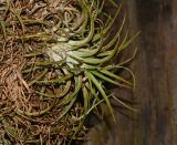 Tillandsia ionantha