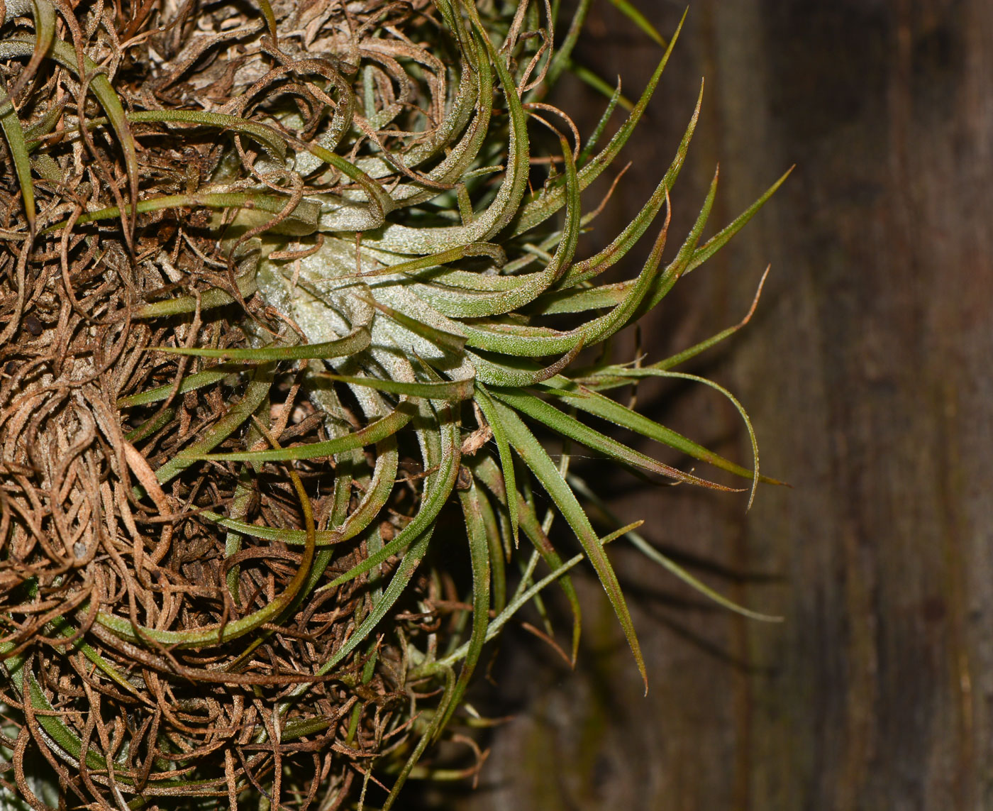 Изображение особи Tillandsia ionantha.