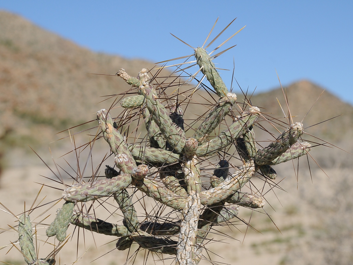 Изображение особи Cylindropuntia ramosissima.
