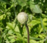 Anemone sylvestris. Верхушка побега с плодом. Восточный Казахстан, Уланский р-н, окр. с. Украинка, луг. 01.06.2015.