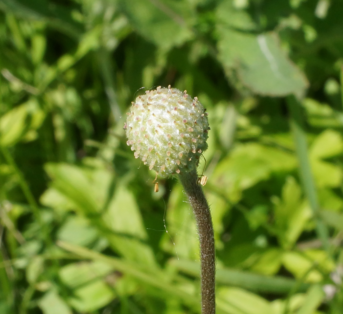 Изображение особи Anemone sylvestris.