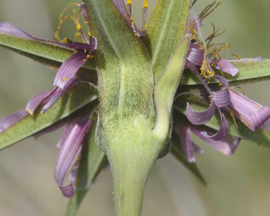 Изображение особи Tragopogon australis.