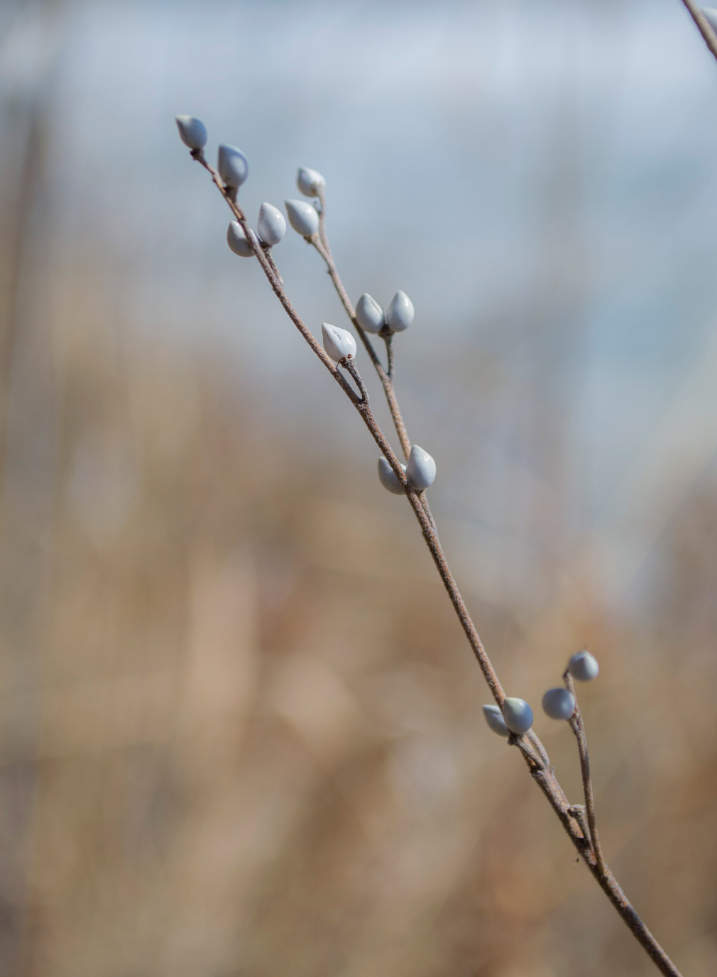 Image of Lithospermum officinale specimen.