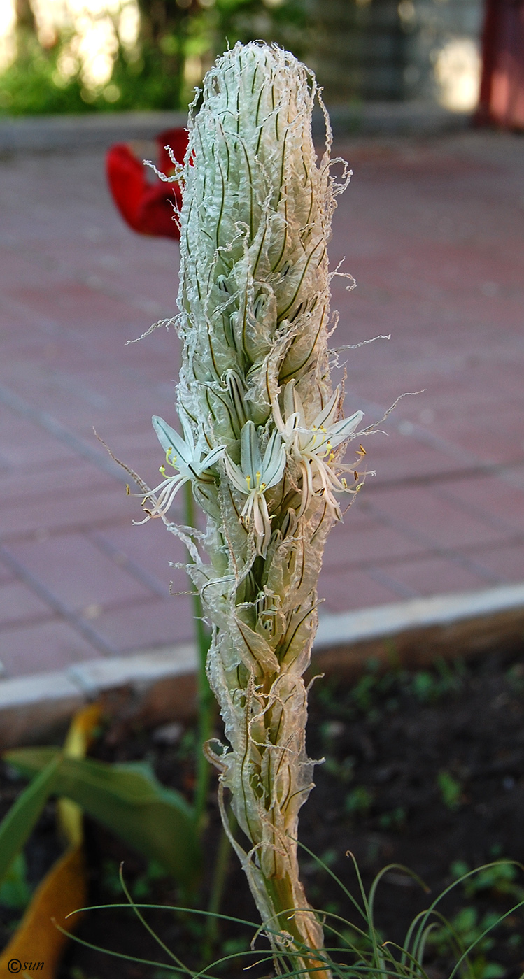 Image of Asphodeline taurica specimen.