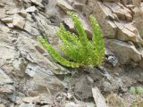 Cruciata articulata