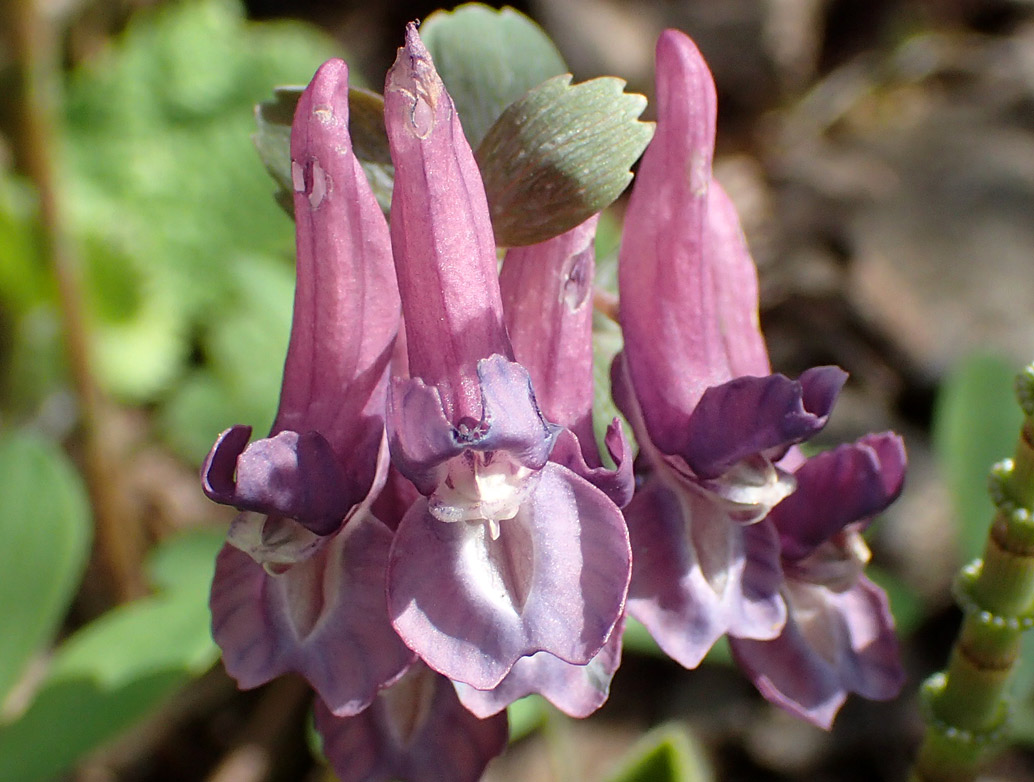 Image of Corydalis solida specimen.