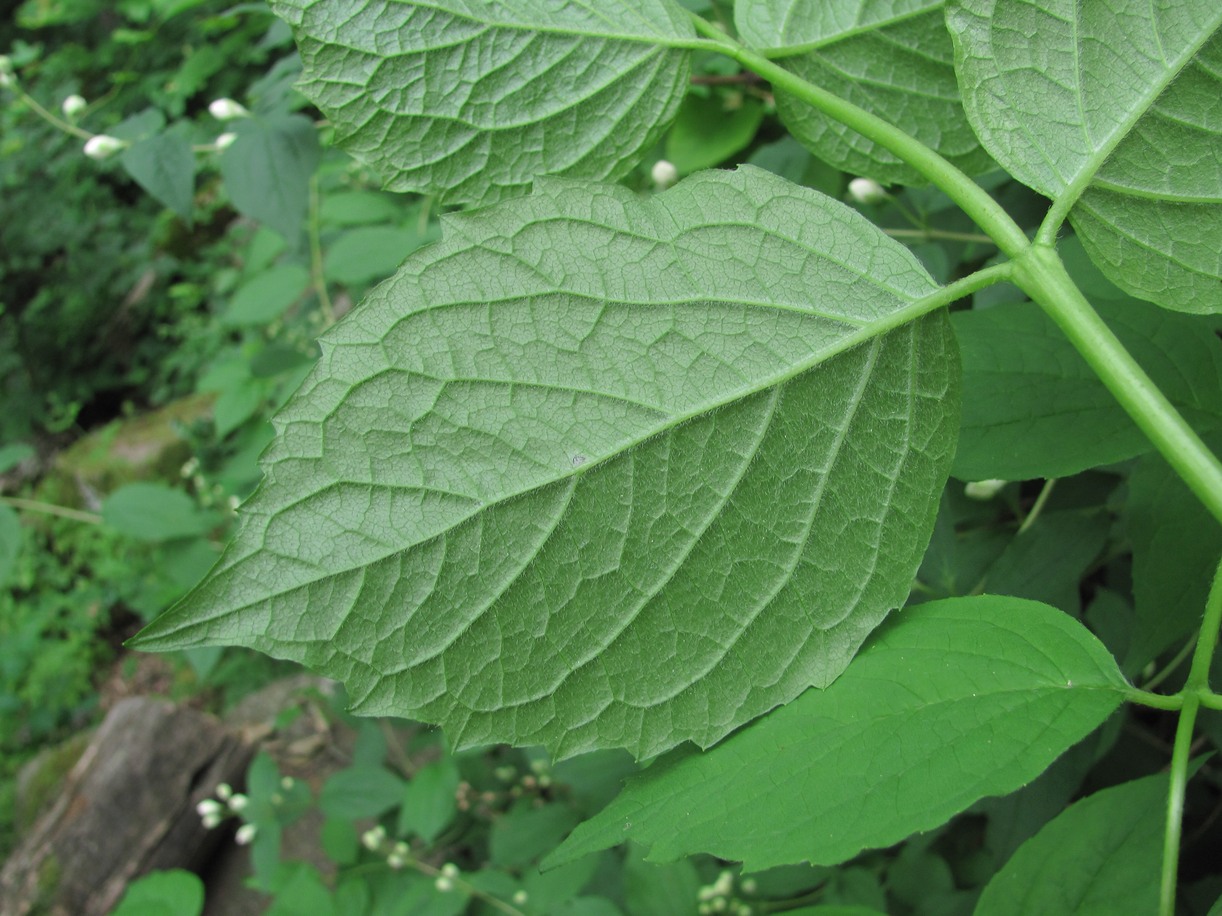 Image of Philadelphus caucasicus specimen.