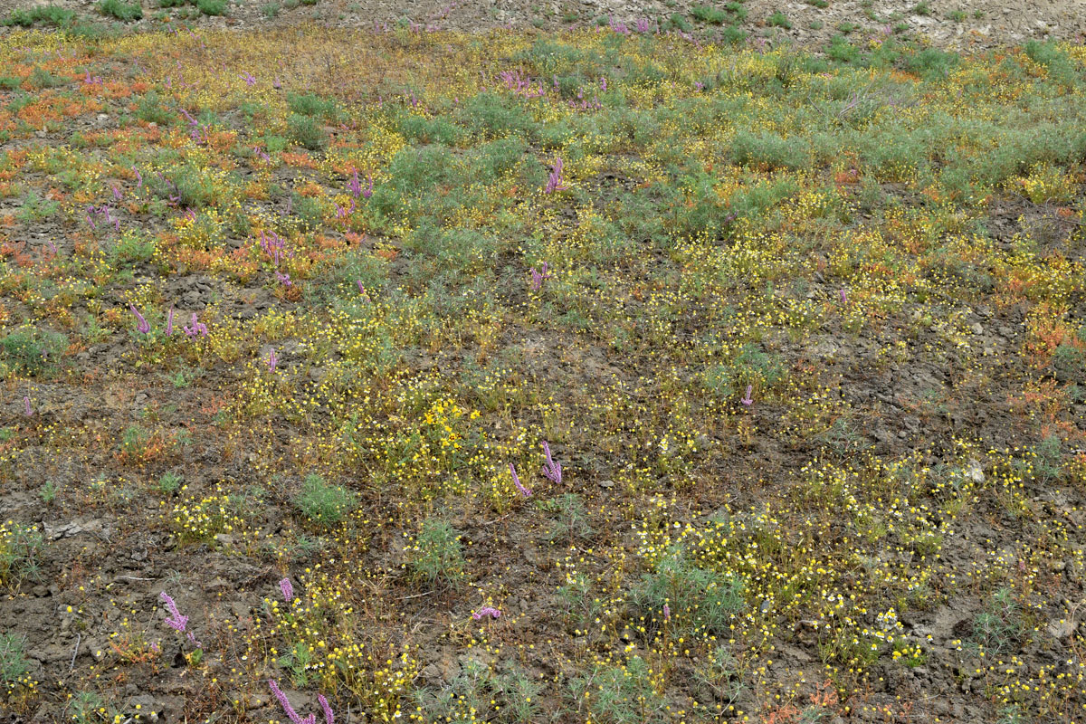 Изображение особи Anthemis deserticola.