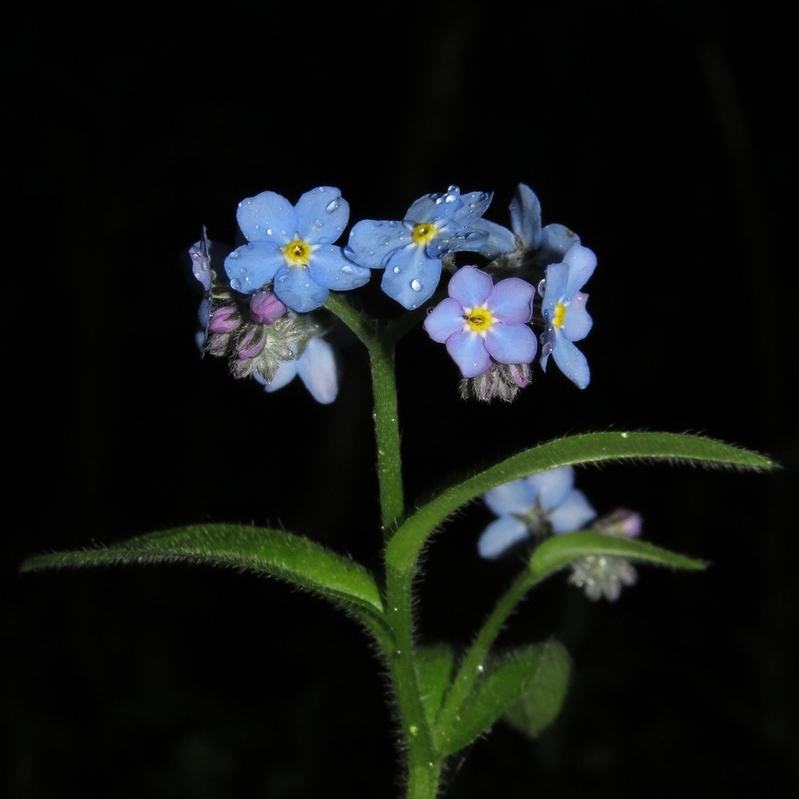 Image of Myosotis sylvatica specimen.