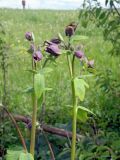 Aquilegia vulgaris. Верхушка зацветающего растения. Ярославская обл., Переславский р-н, с. Большая Брембола, обочина просёлочной дороги. 10.06.2017.