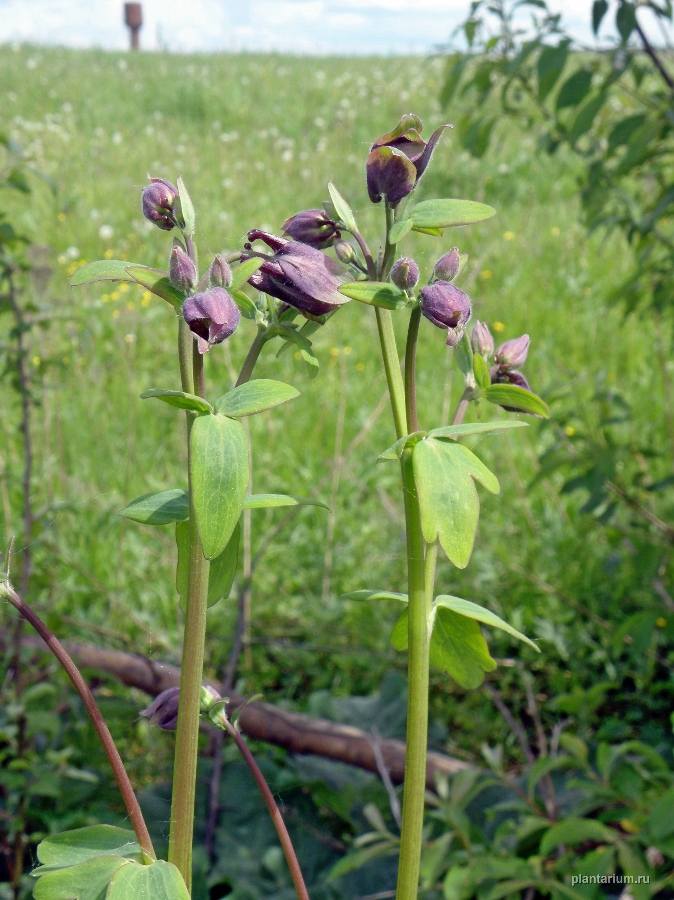 Image of Aquilegia vulgaris specimen.