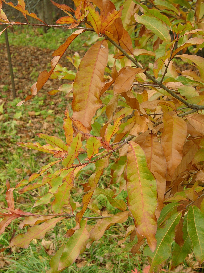 Изображение особи Quercus imbricaria.