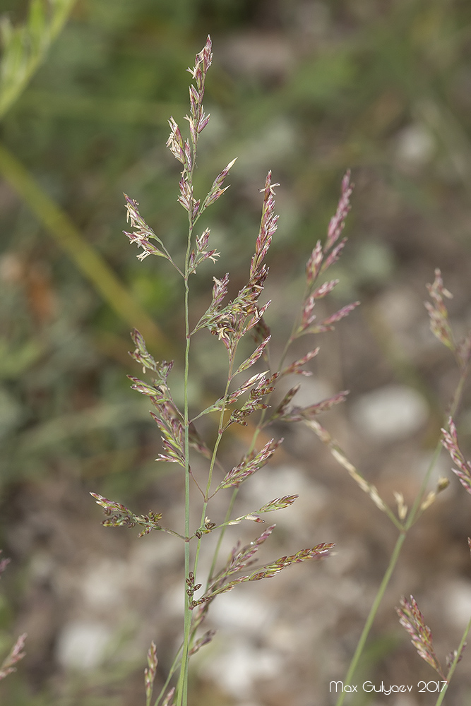 Image of genus Poa specimen.